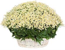 Цветочная композиция из Ромашки в корзине #REPLACE_PRED# Вахтане